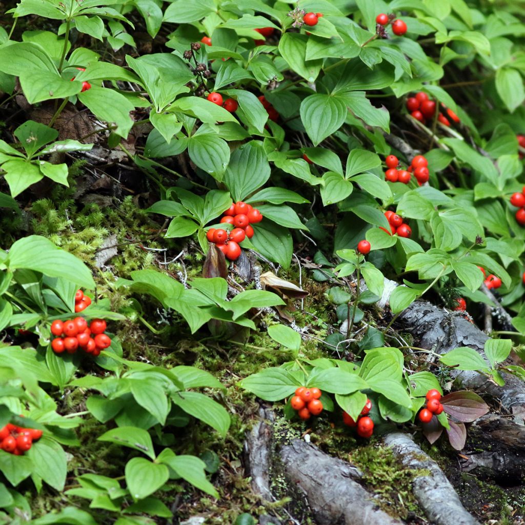 Cornus canadensis