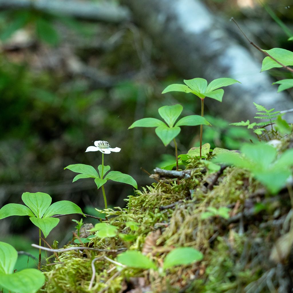 Cornus canadensis