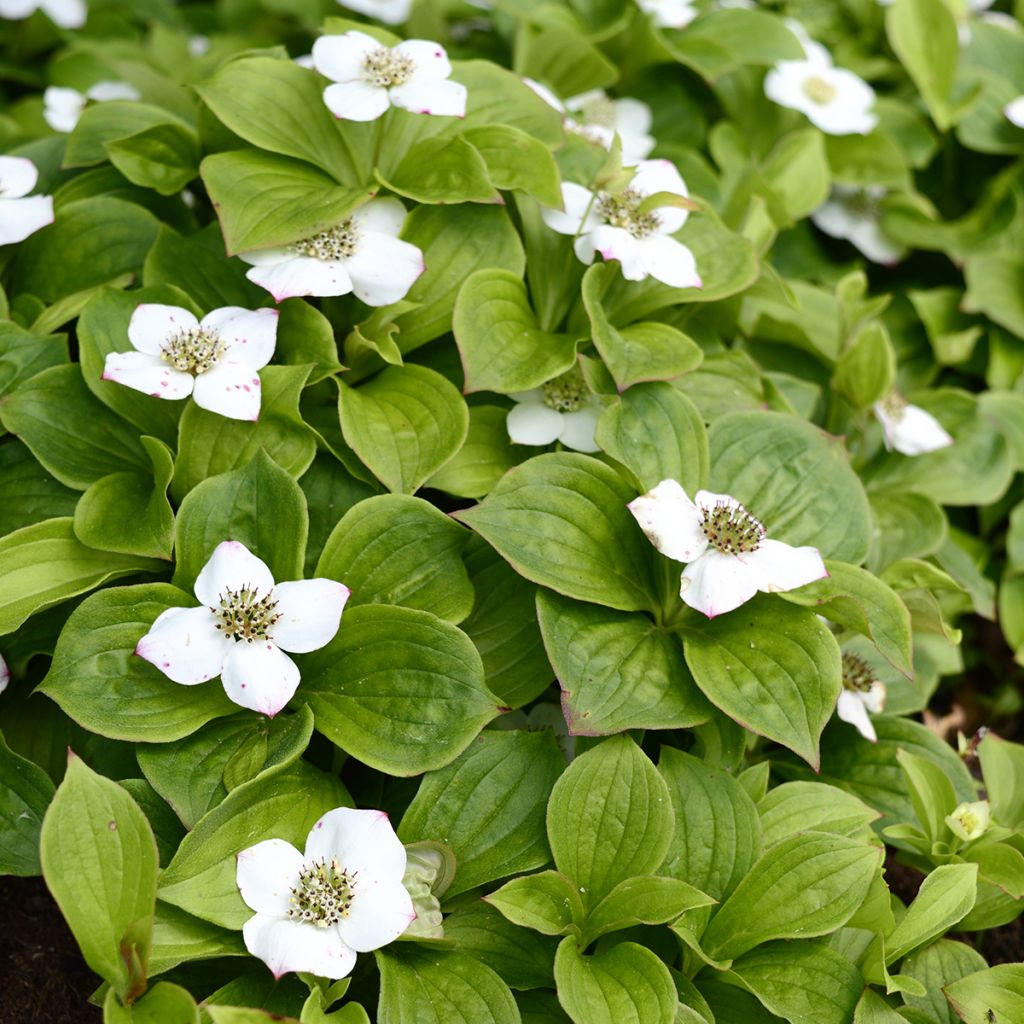 Cornus canadensis