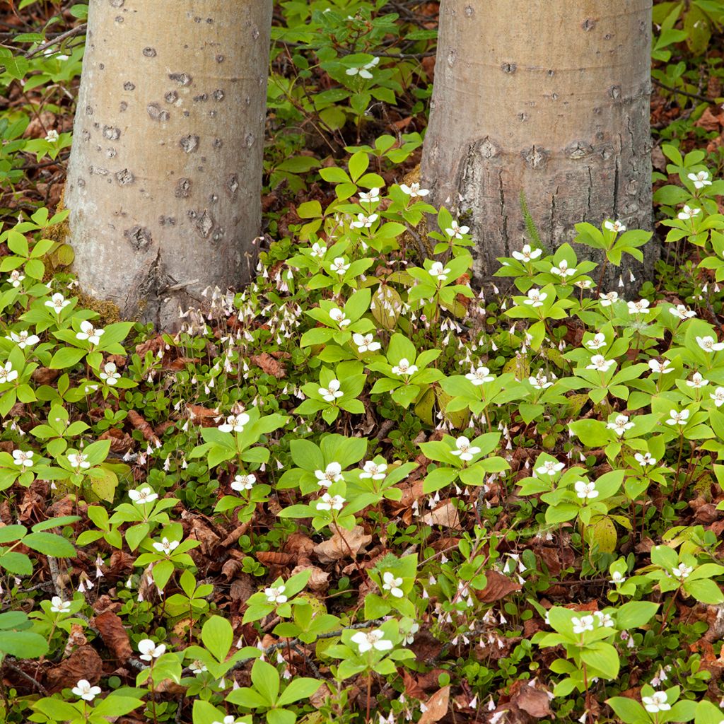 Cornus canadensis