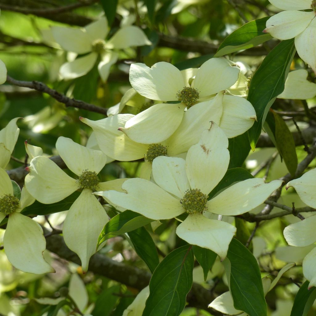 Cornus capitata