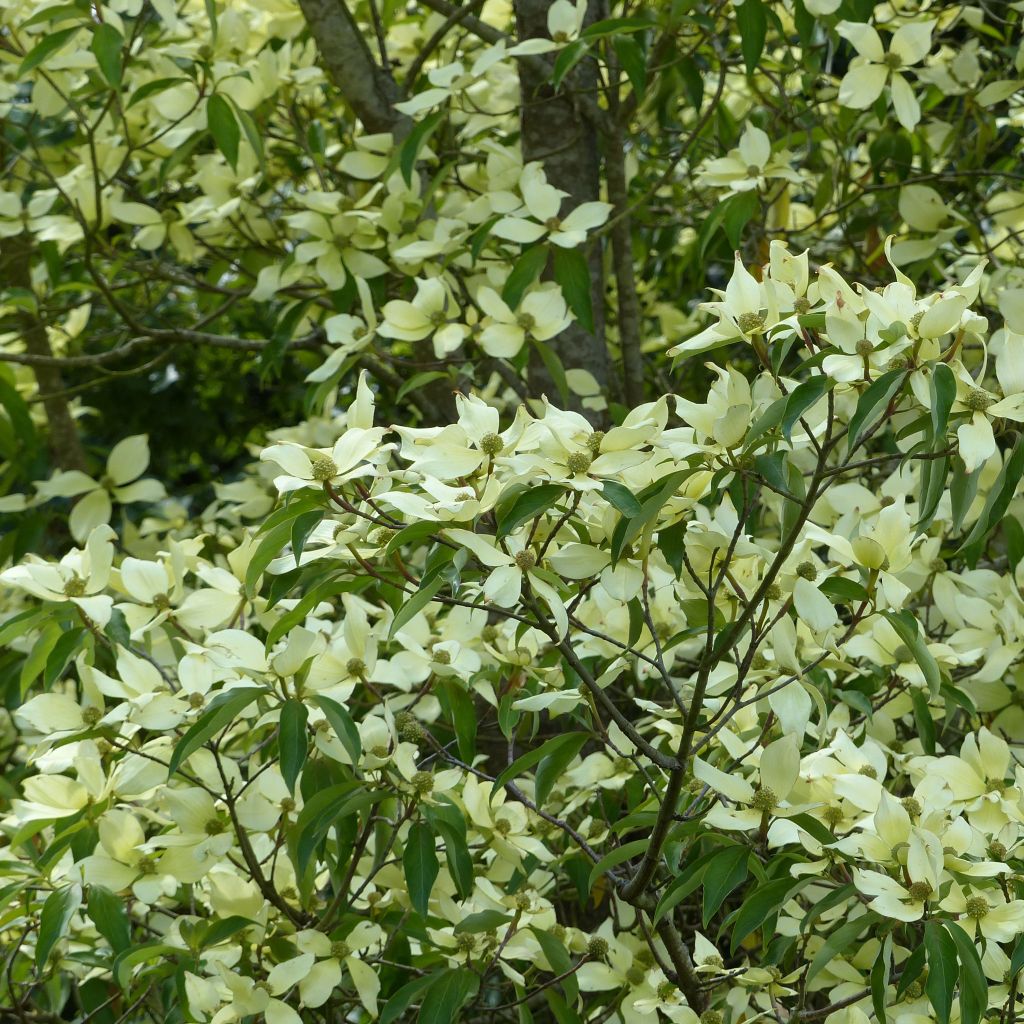 Cornus capitata