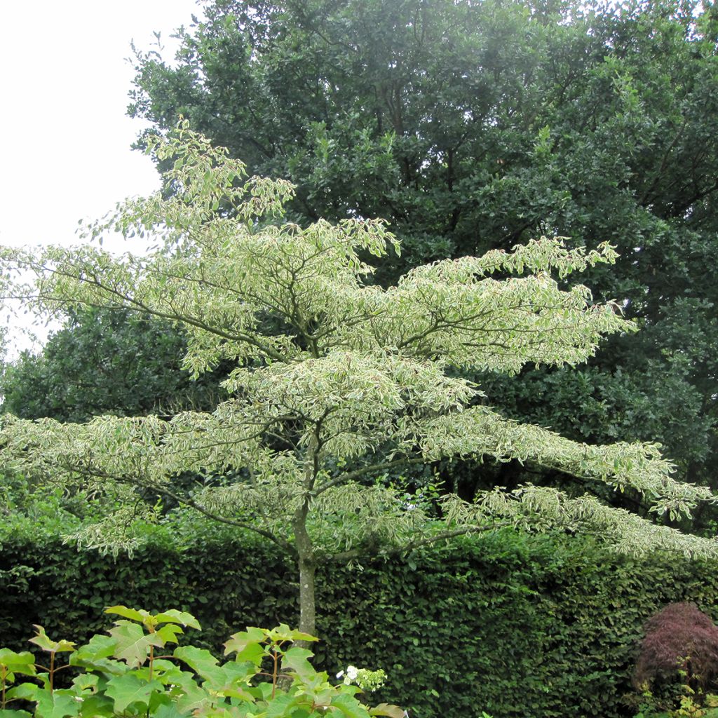 Cornus controversa Variegata