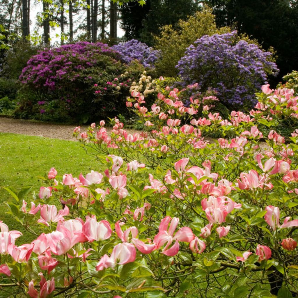 Cornus florida Cherokee Chief