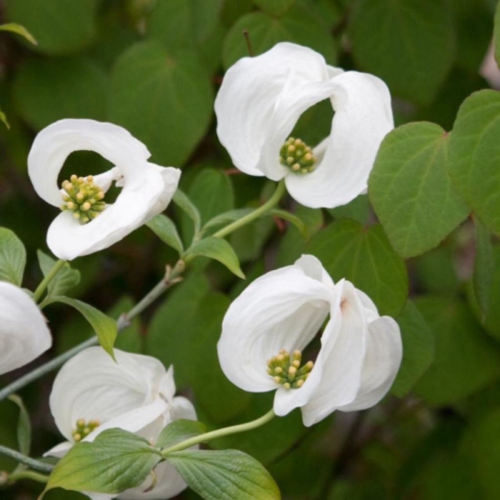 Cornus florida Cloud Nine