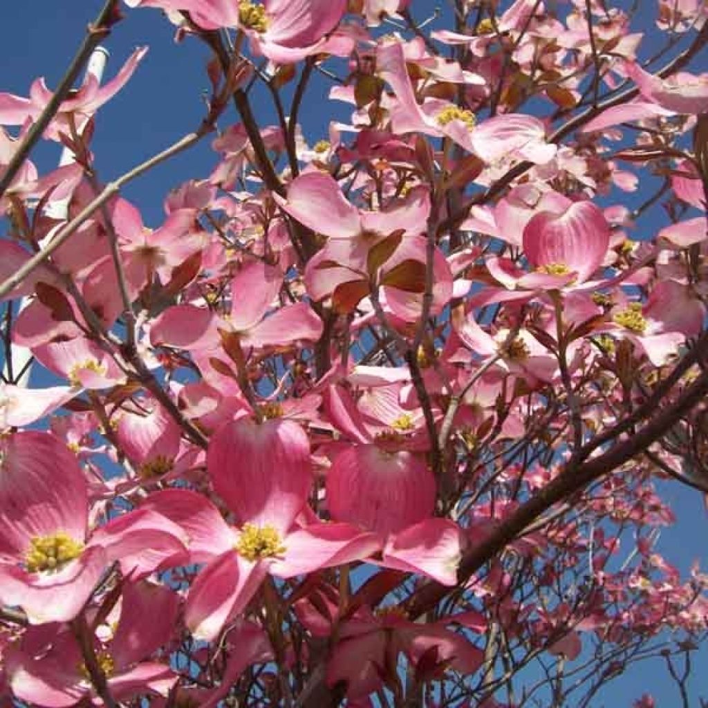 Cornus florida Rubra