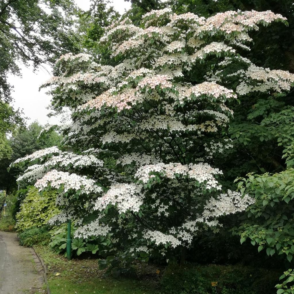 Cornus kousa