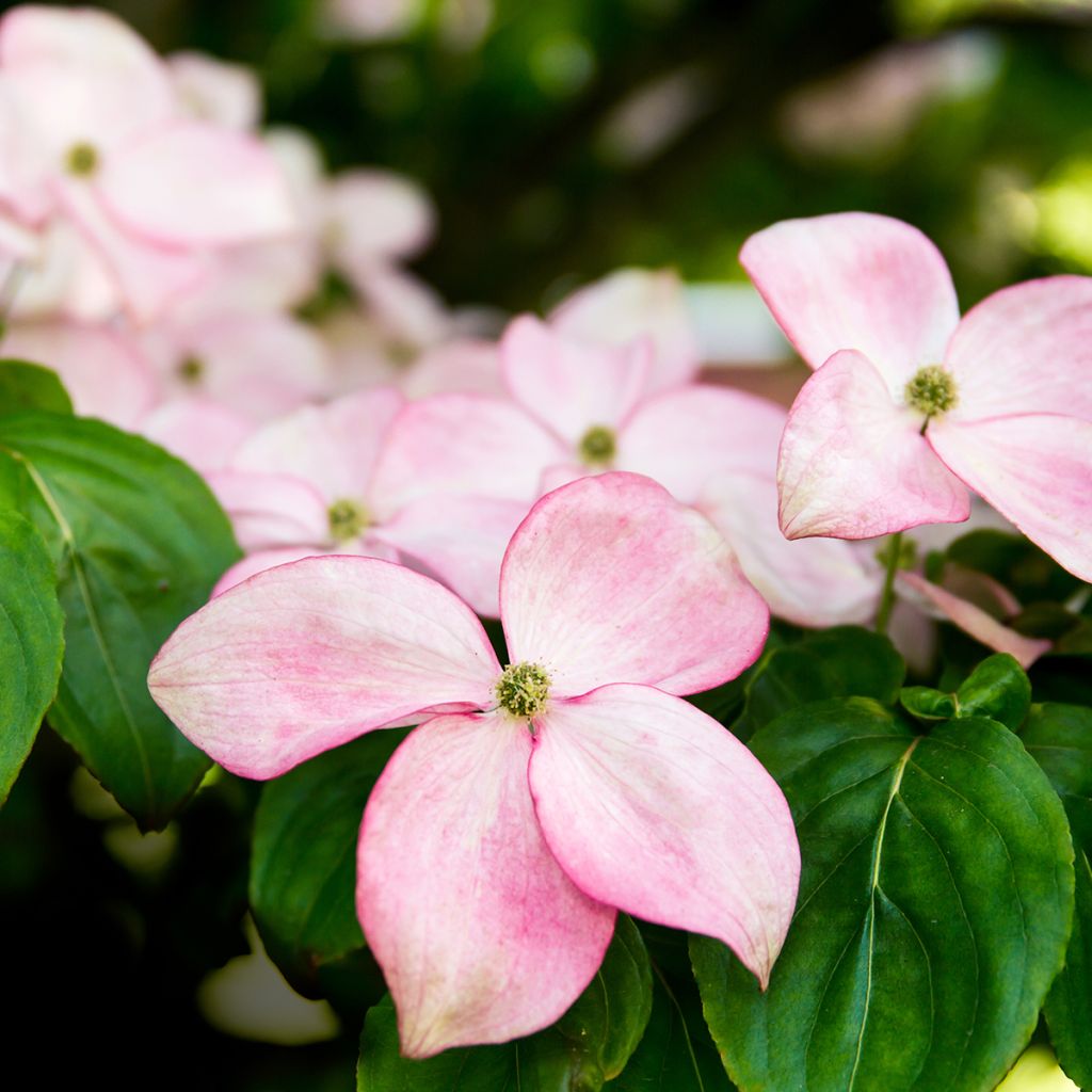 Cornus kousa Beni-fuji - Corniolo giapponese