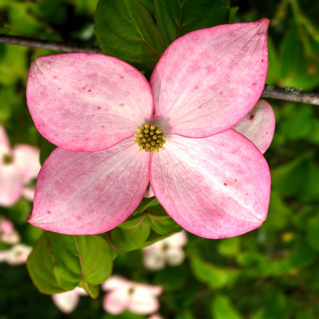 Cornus kousa Beni-fuji - Corniolo giapponese