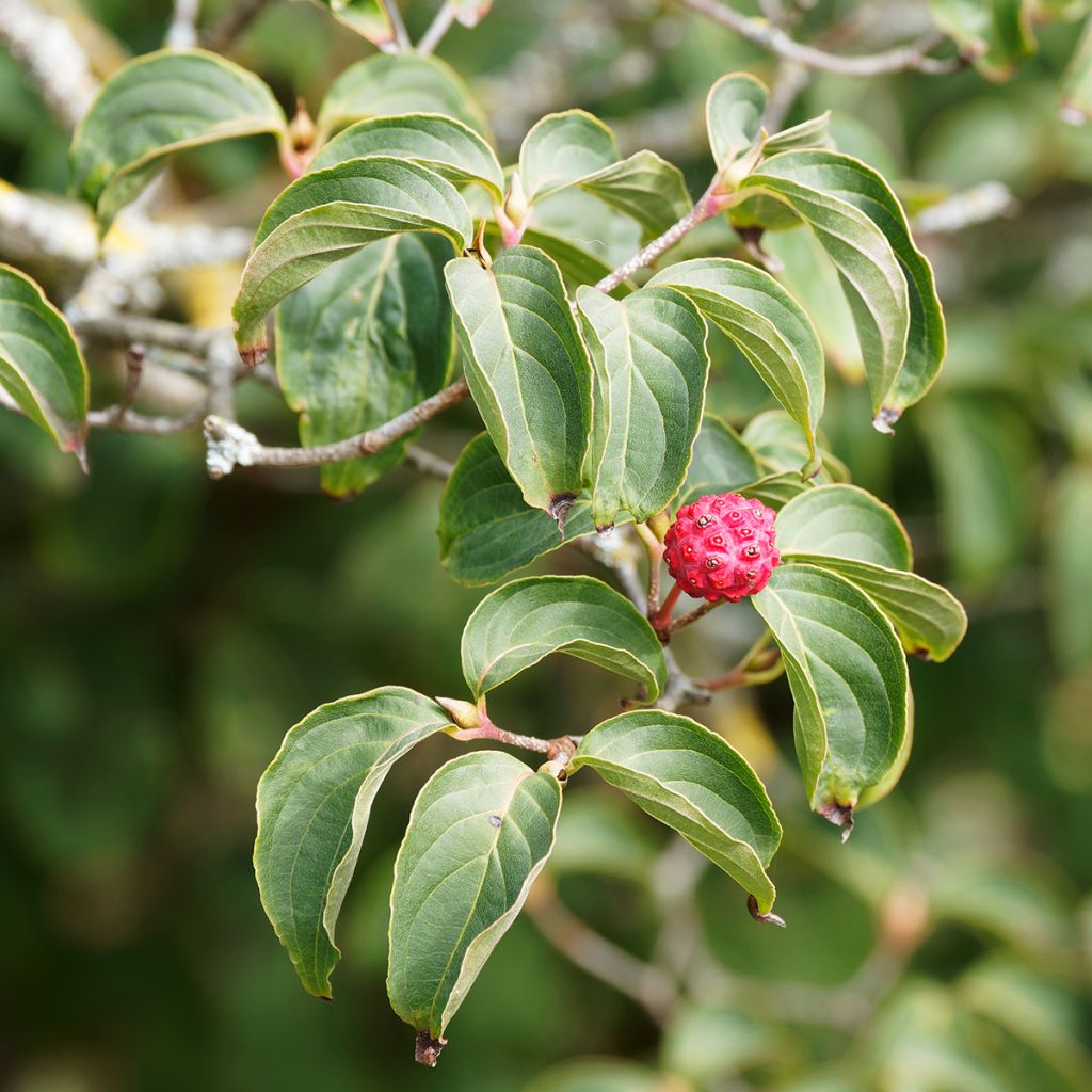 Cornus kousa Blue Shadow - Corniolo giapponese
