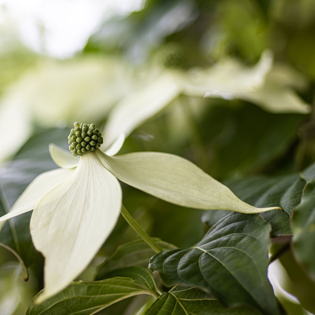 Cornus kousa Blue Shadow - Corniolo giapponese