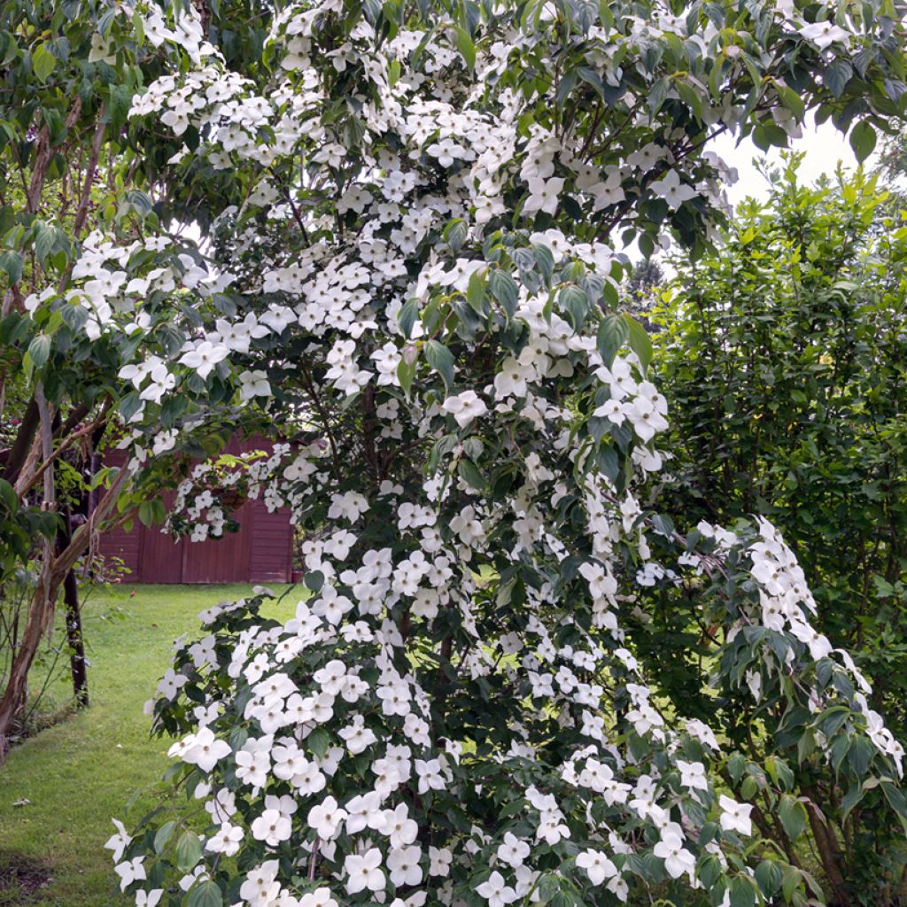 Cornus kousa Chinensis - Corniolo giapponese
