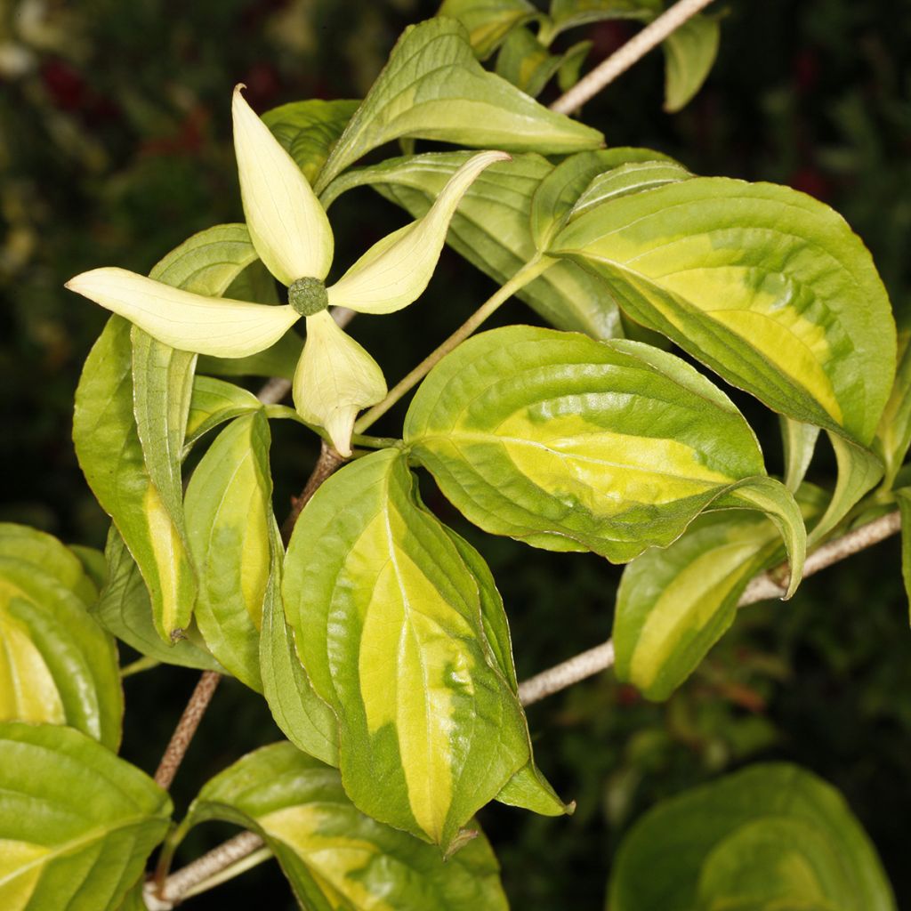 Cornus kousa Gold Star - Corniolo giapponese