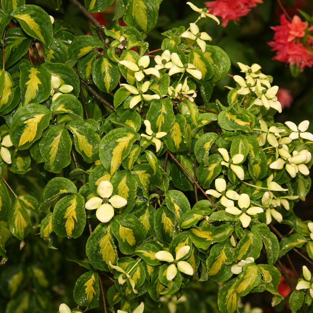Cornus kousa Gold Star - Corniolo giapponese