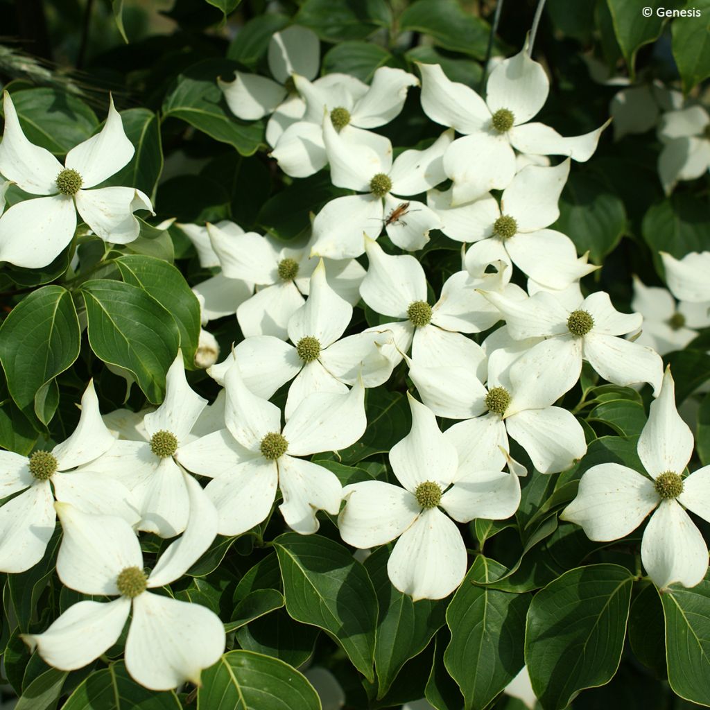 Cornus kousa var. chinensis 'Madi-II' Mandarin Jewel - Corniolo da fiore