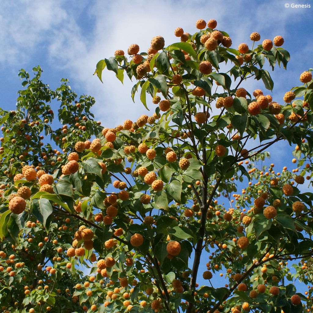 Cornus kousa var. chinensis 'Madi-II' Mandarin Jewel - Corniolo da fiore