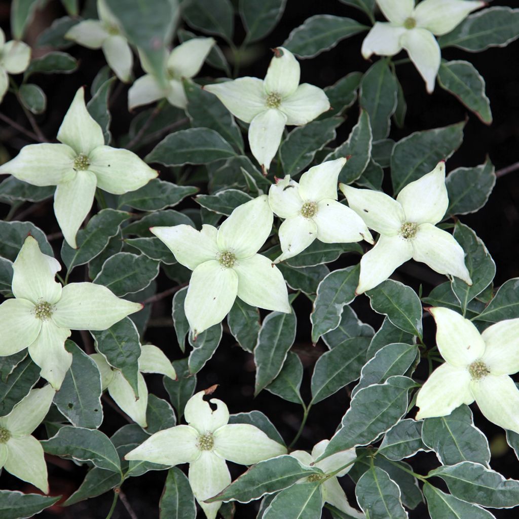 Cornus kousa Pevé Foggy - Corniolo giapponese