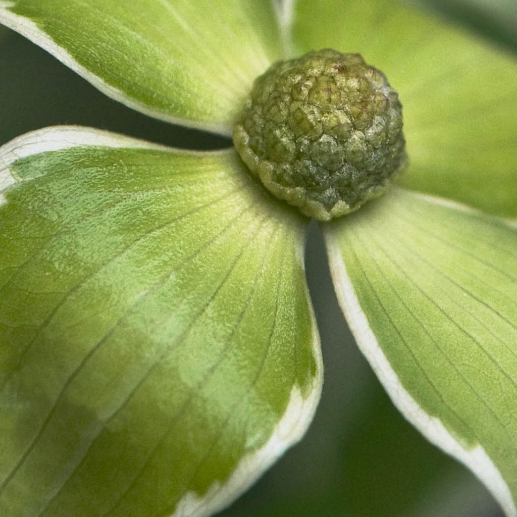 Cornus kousa Samaritan - Corniolo giapponese