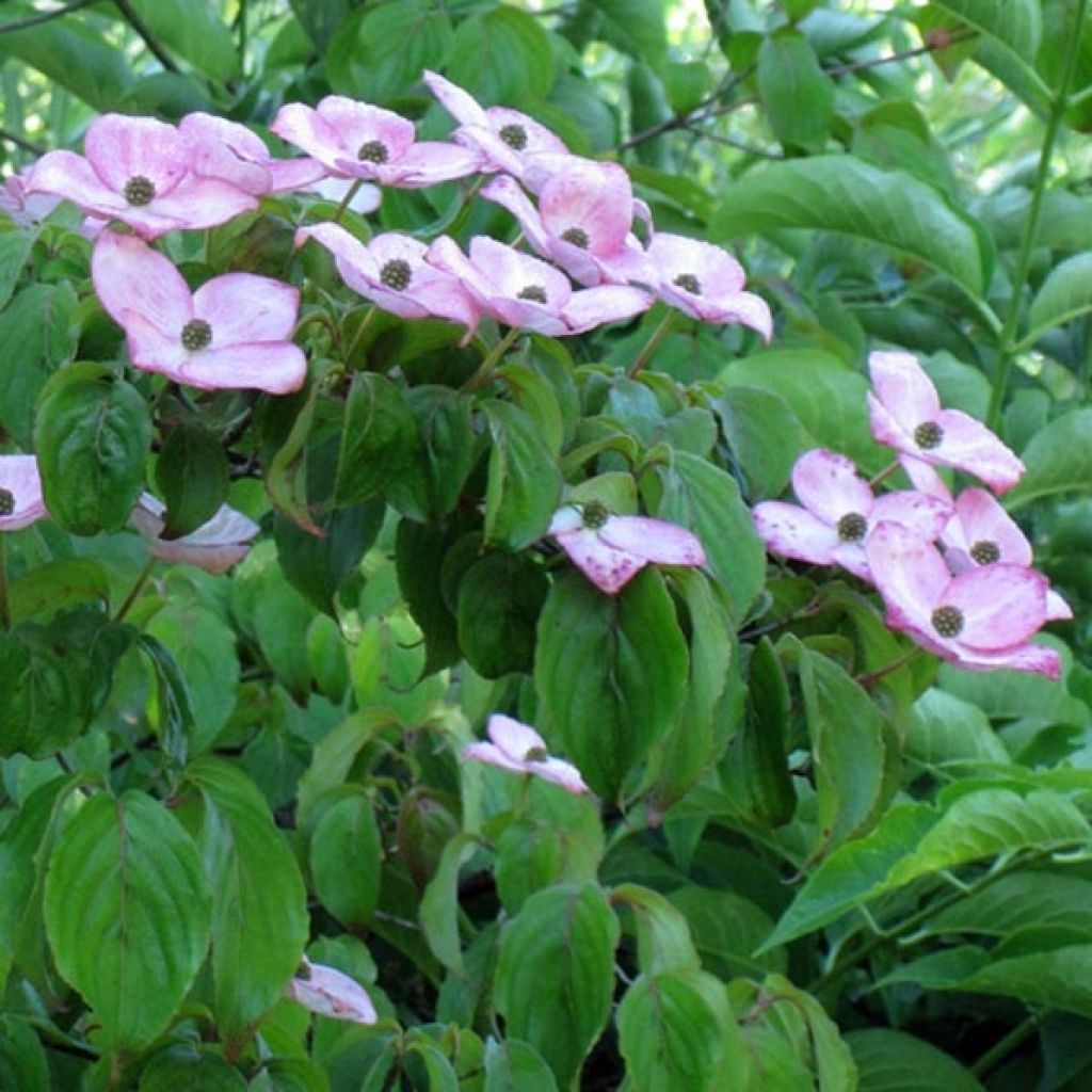 Cornus kousa Satomi - Corniolo giapponese