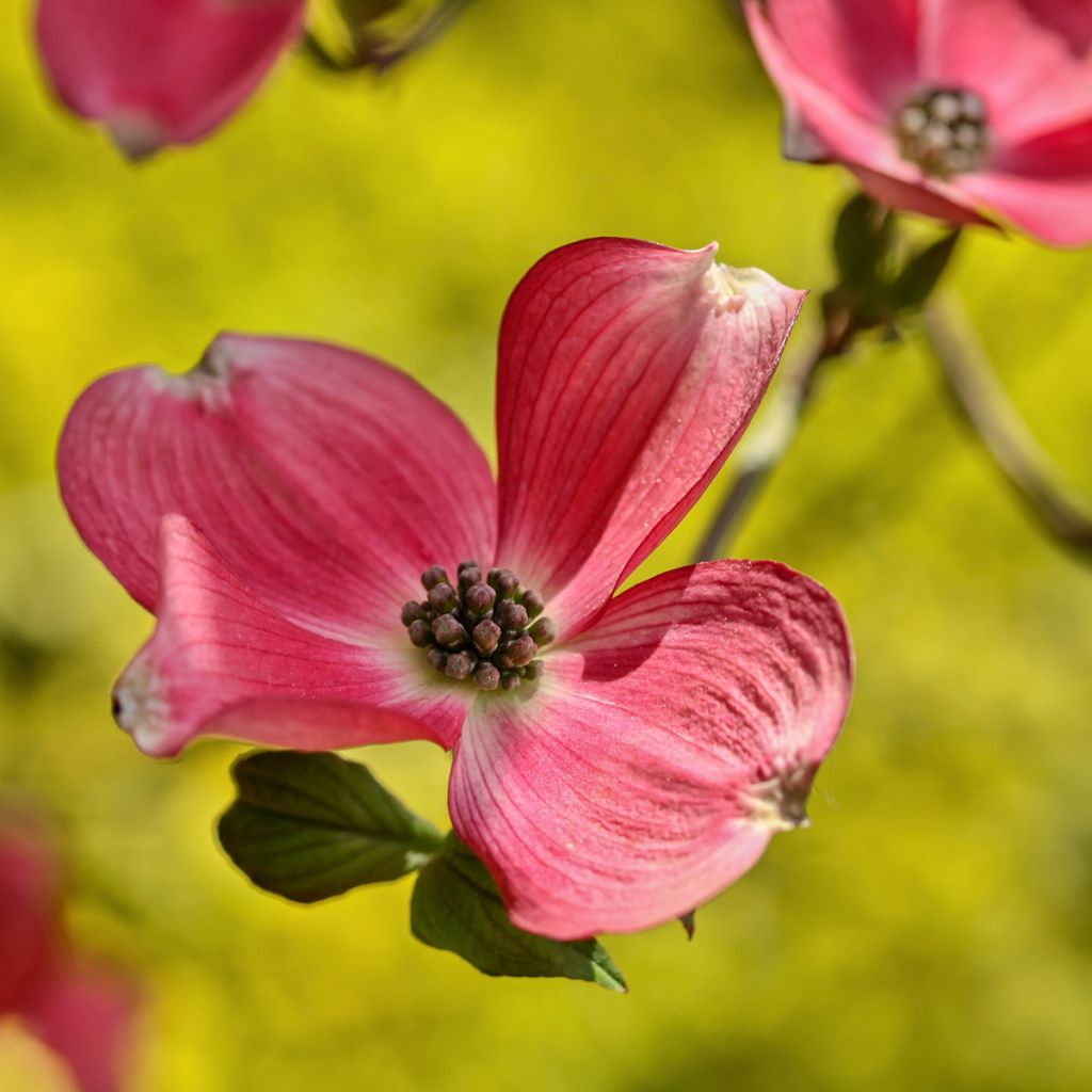 Cornus kousa Satomi - Corniolo giapponese