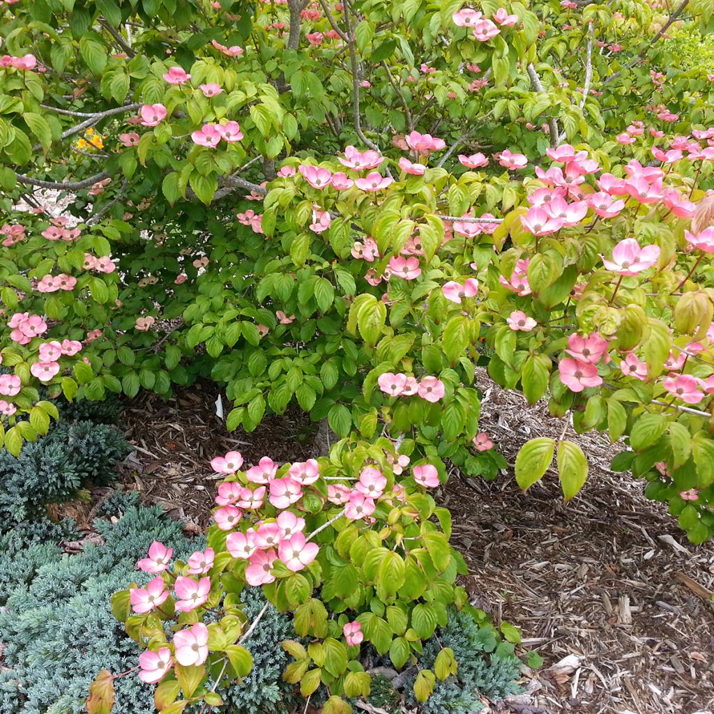 Cornus kousa Satomi - Corniolo giapponese