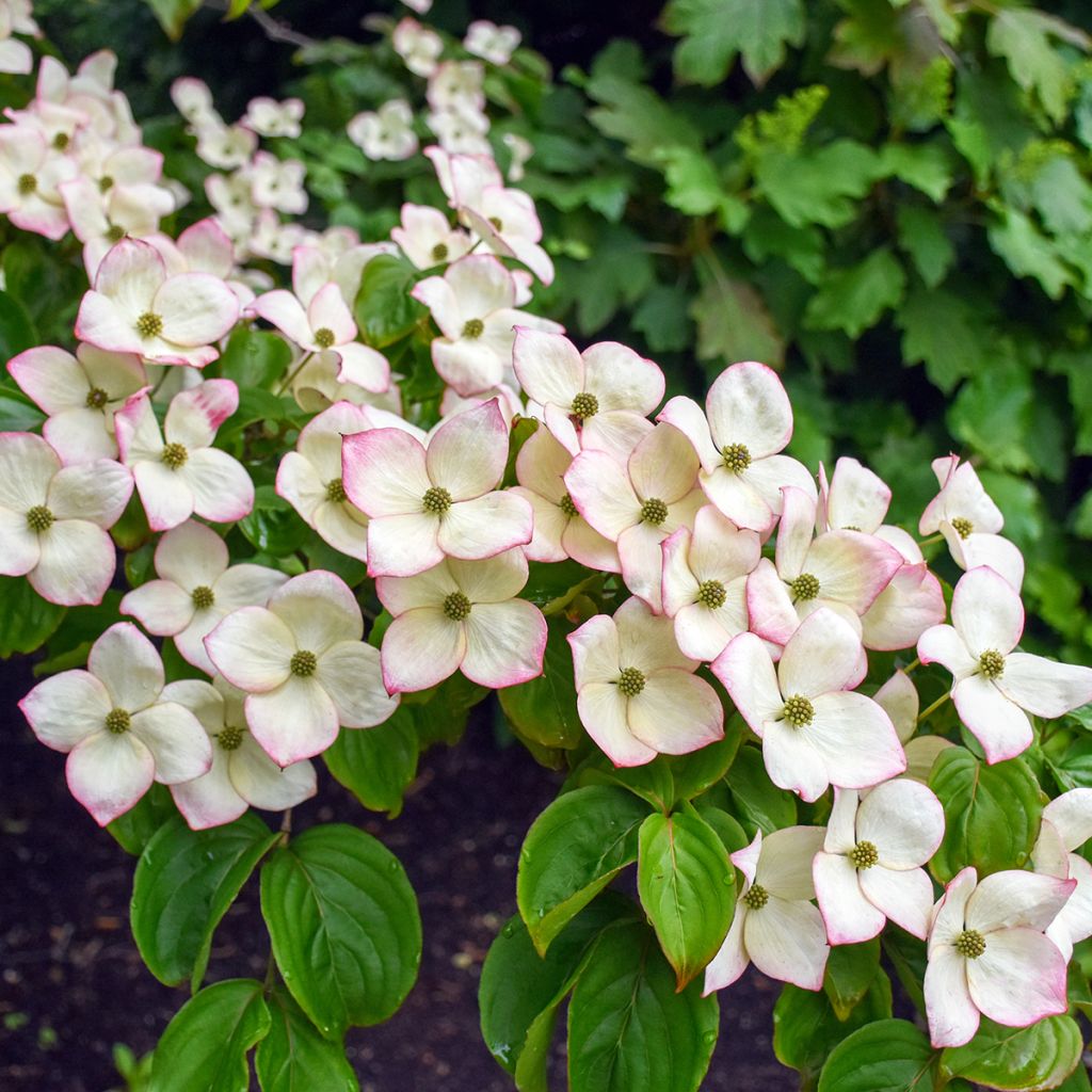 Cornus kousa Satomi - Corniolo giapponese