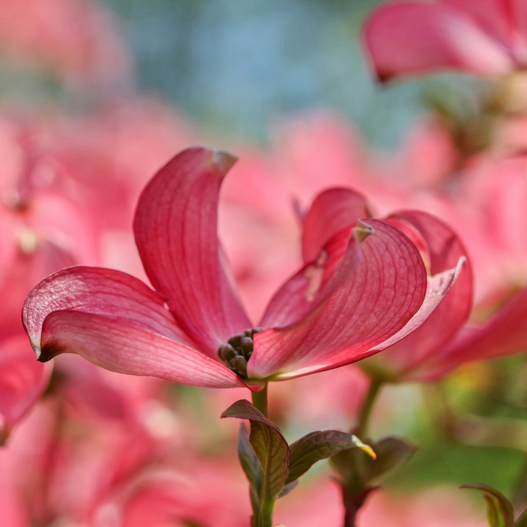 Cornus kousa Satomi - Corniolo giapponese