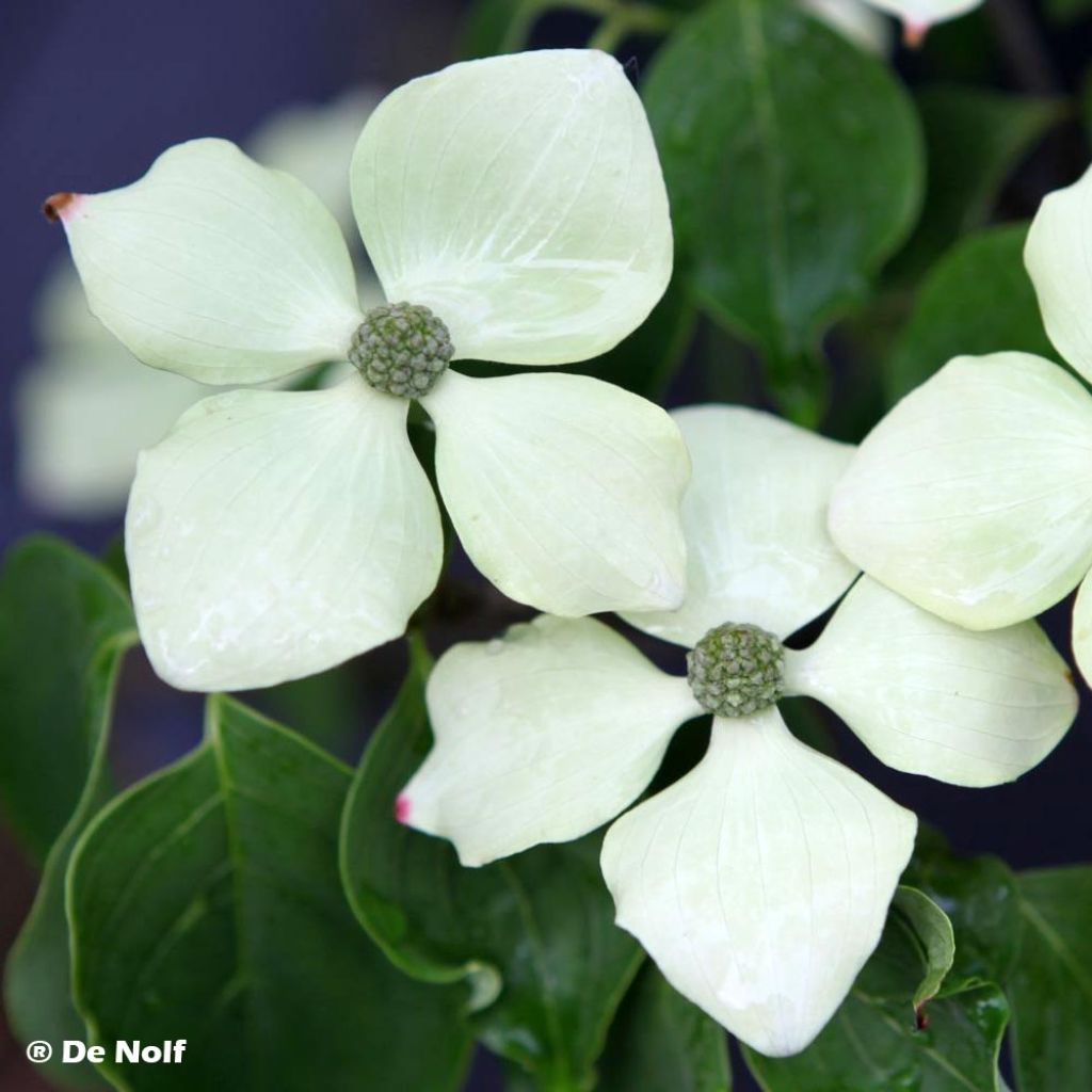 Cornus kousa Schmetterling - Corniolo giapponese