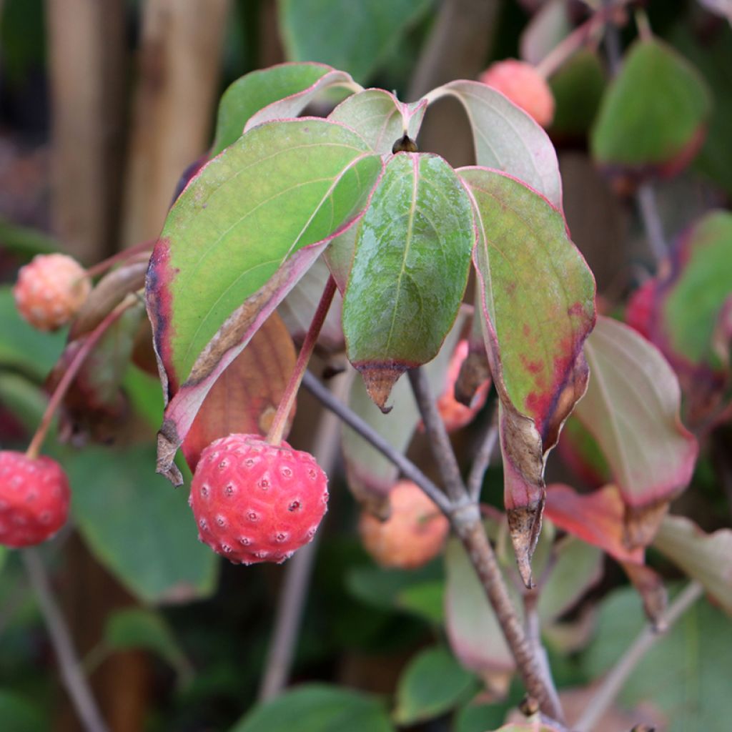 Cornus kousa Schmetterling - Corniolo giapponese