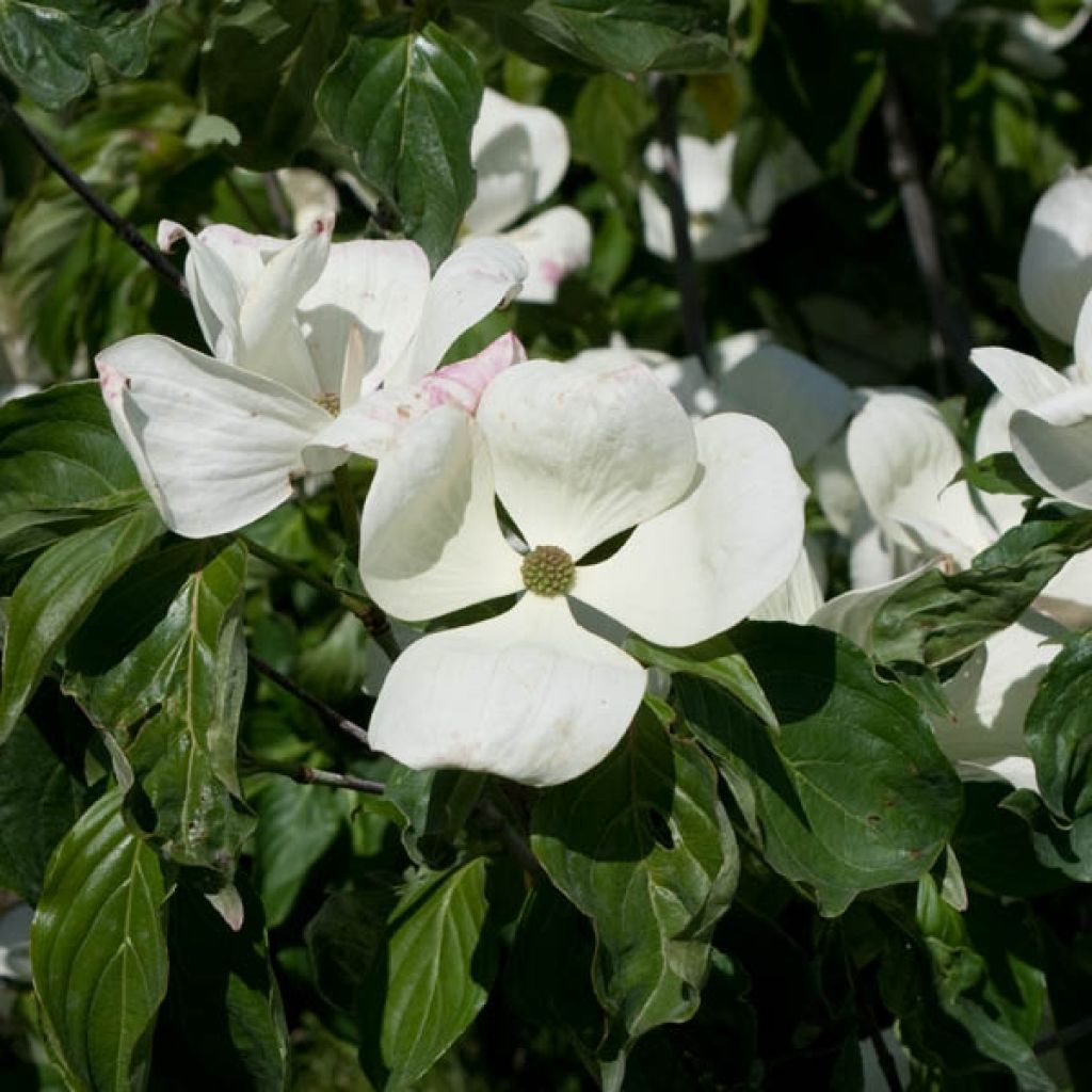 Cornus Venus - Corniolo da fiore