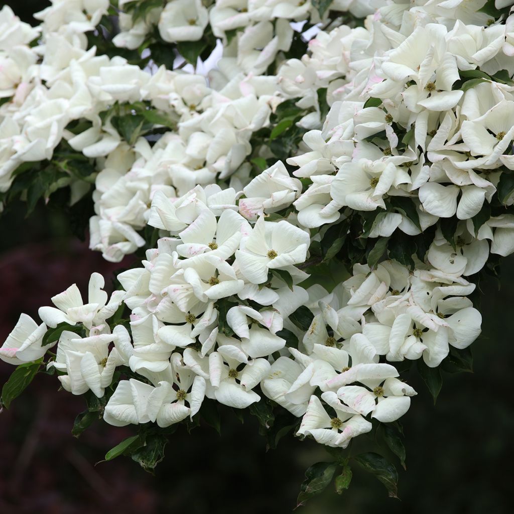 Cornus Venus - Corniolo da fiore