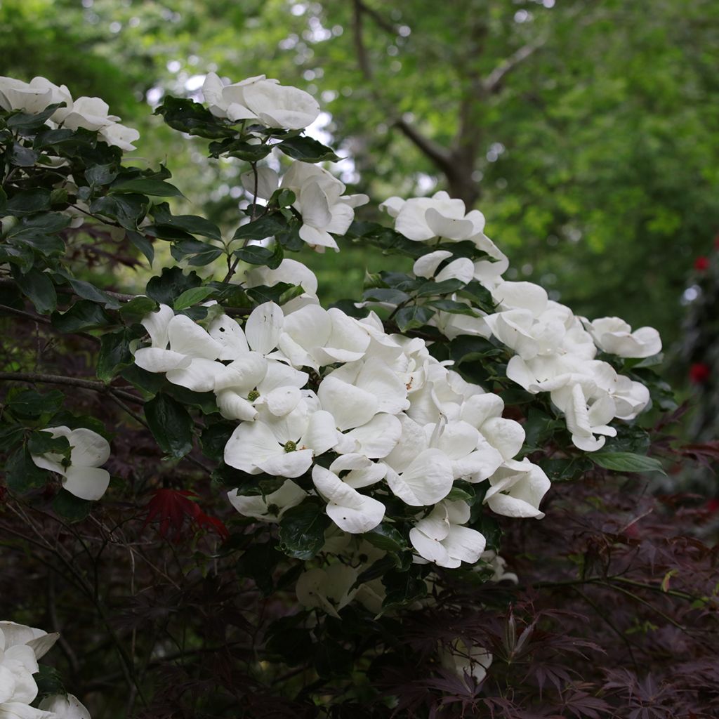 Cornus Venus - Corniolo da fiore