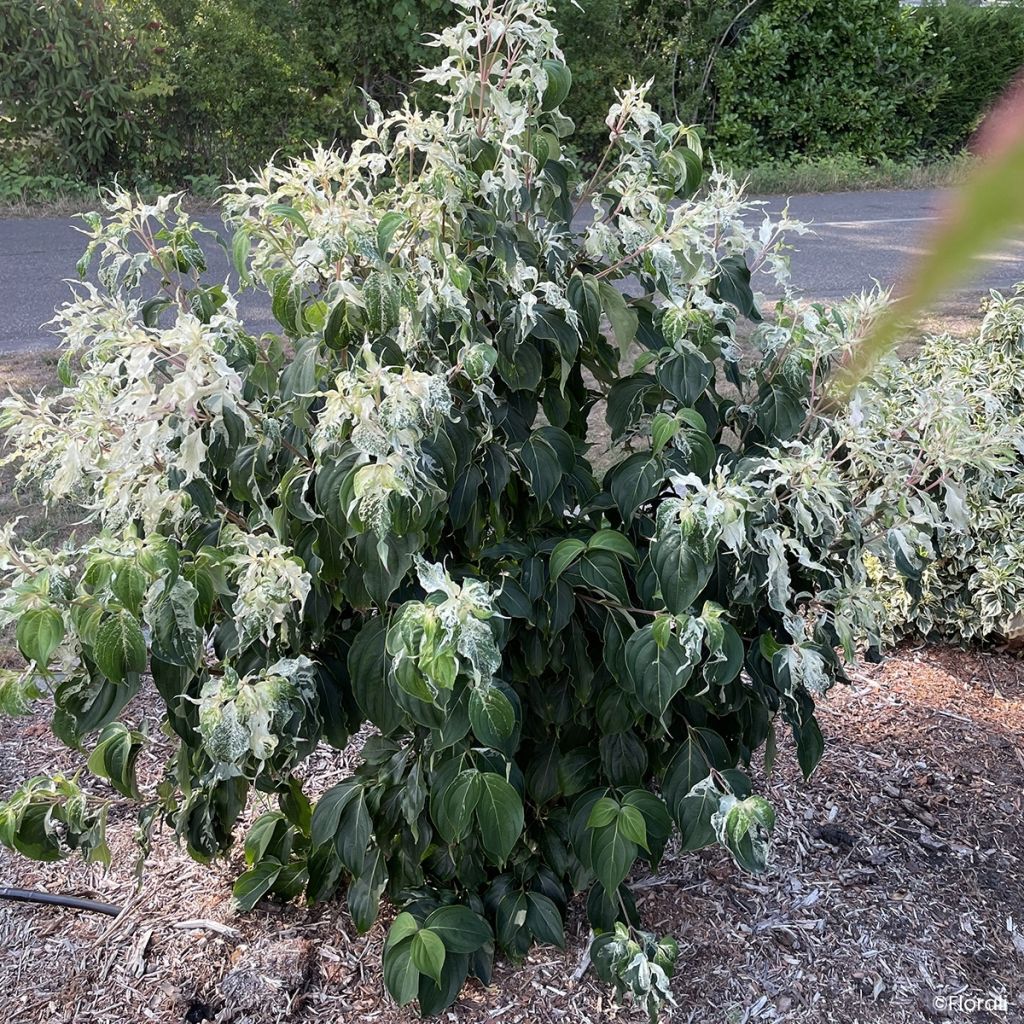 Cornus kousa Watermelon Sugar - Corniolo giapponese
