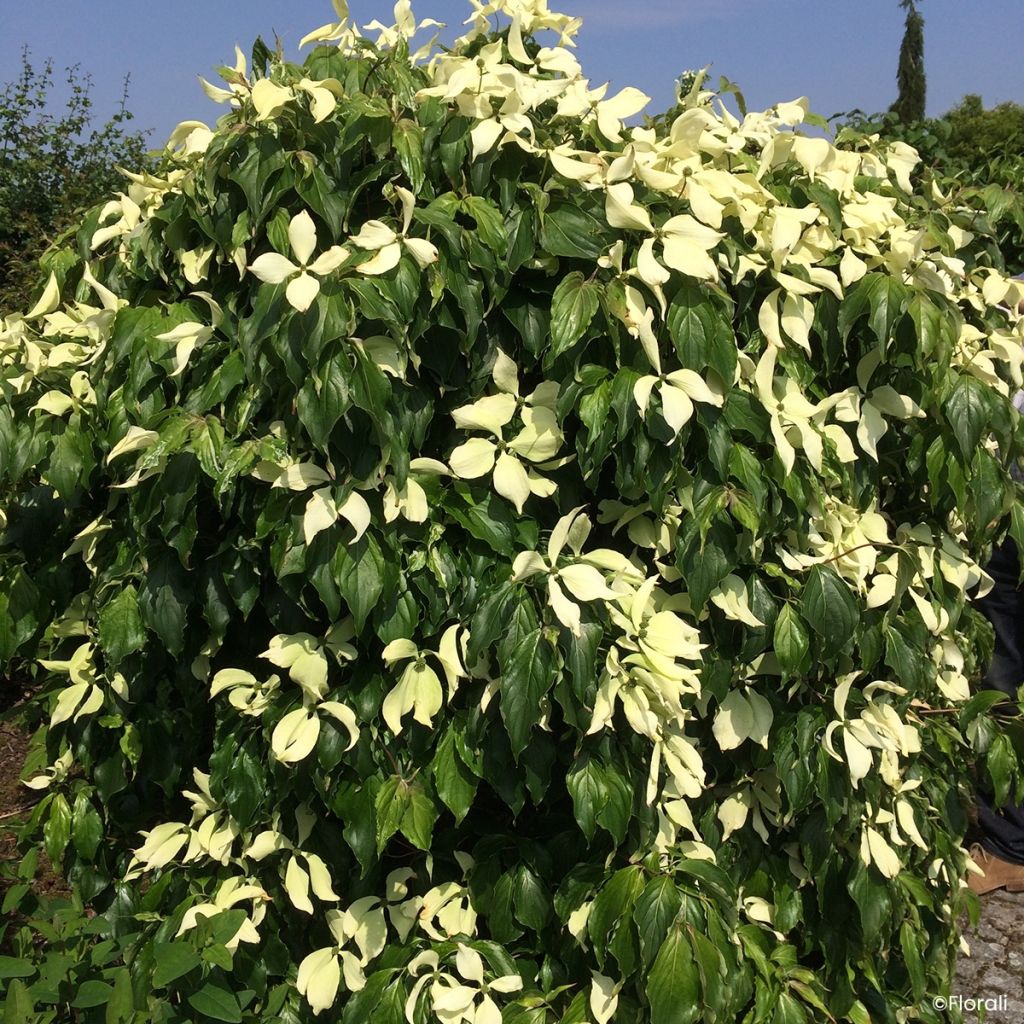 Cornus kousa Watermelon Sugar - Corniolo giapponese