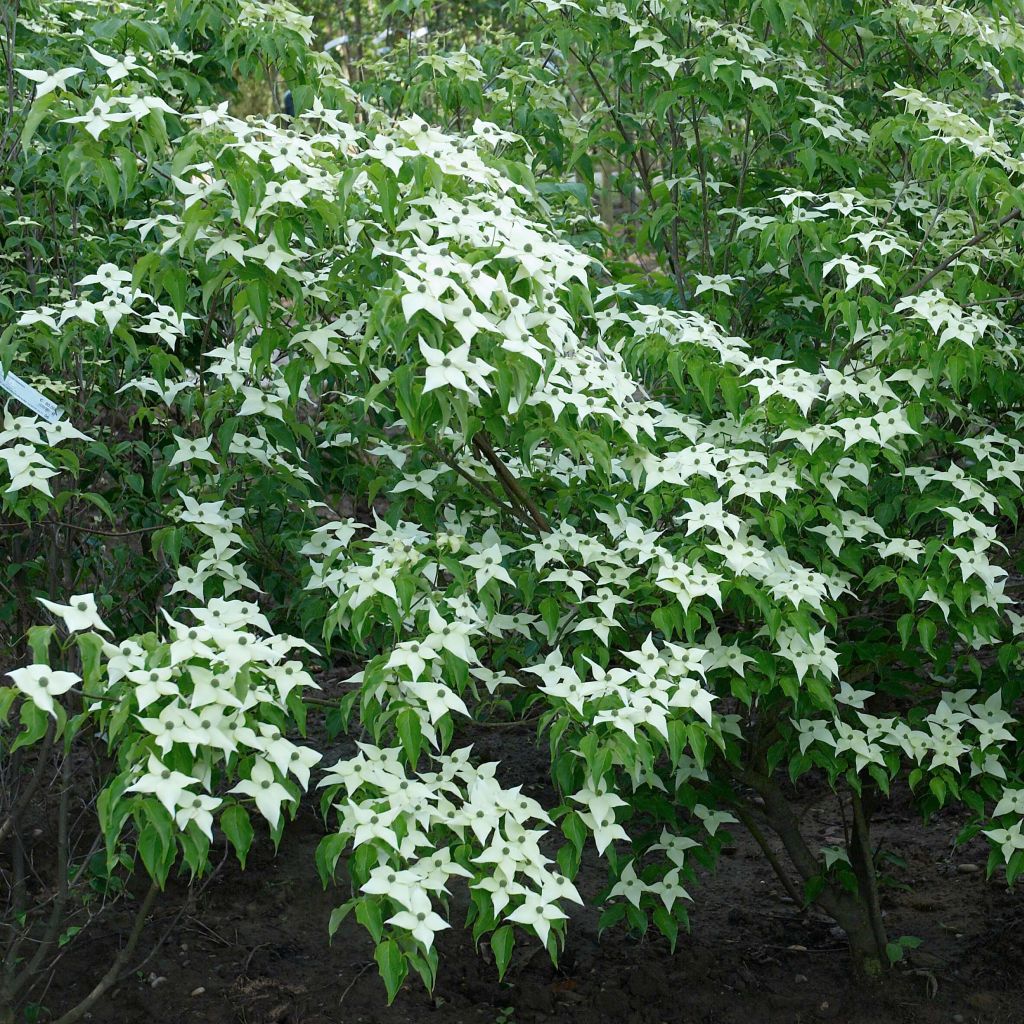 Cornus kousa Chinensis - Corniolo giapponese