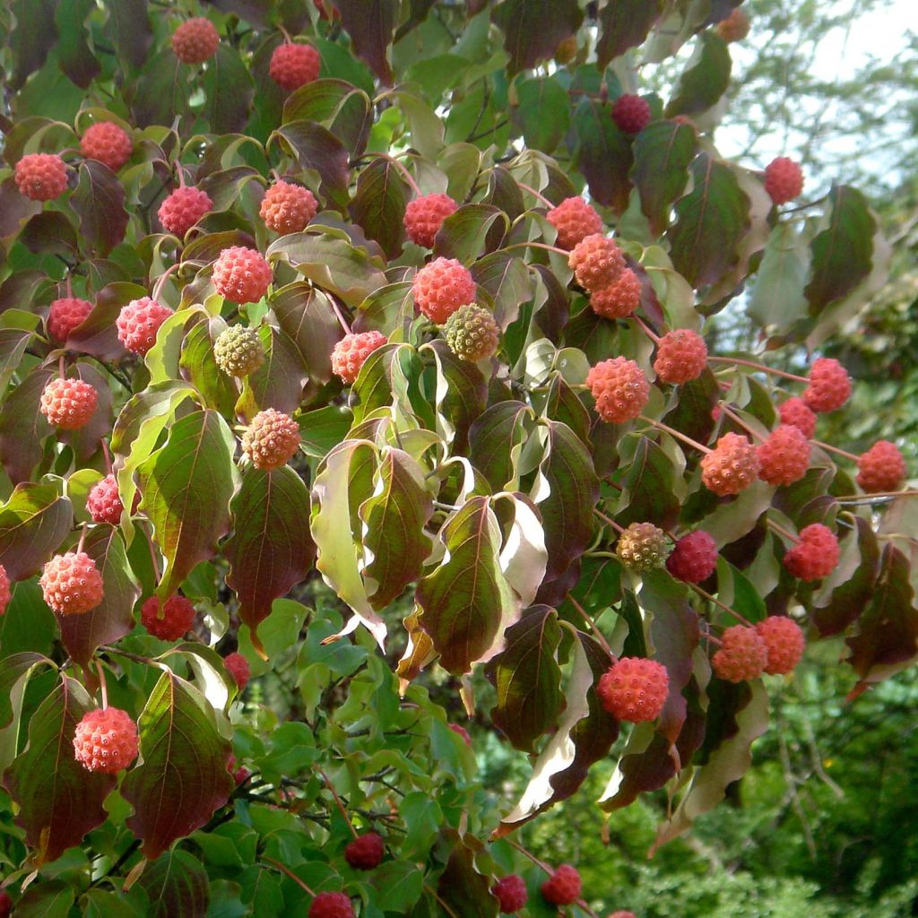 Cornus kousa Chinensis - Corniolo giapponese