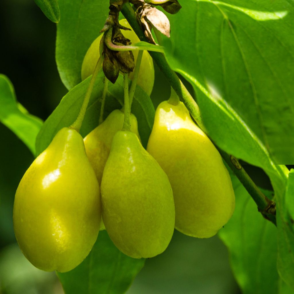 Cornus mas Alosza - Corniolo