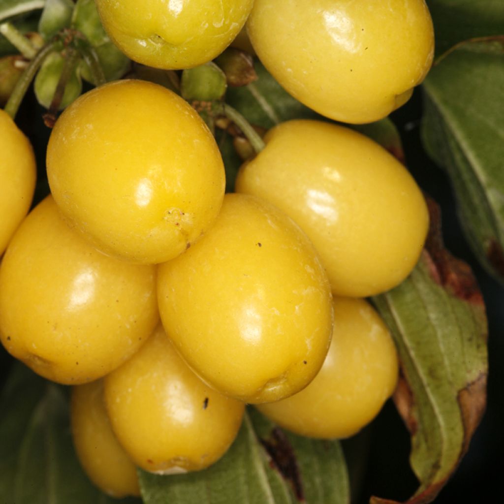 Cornus mas Flava - Corniolo