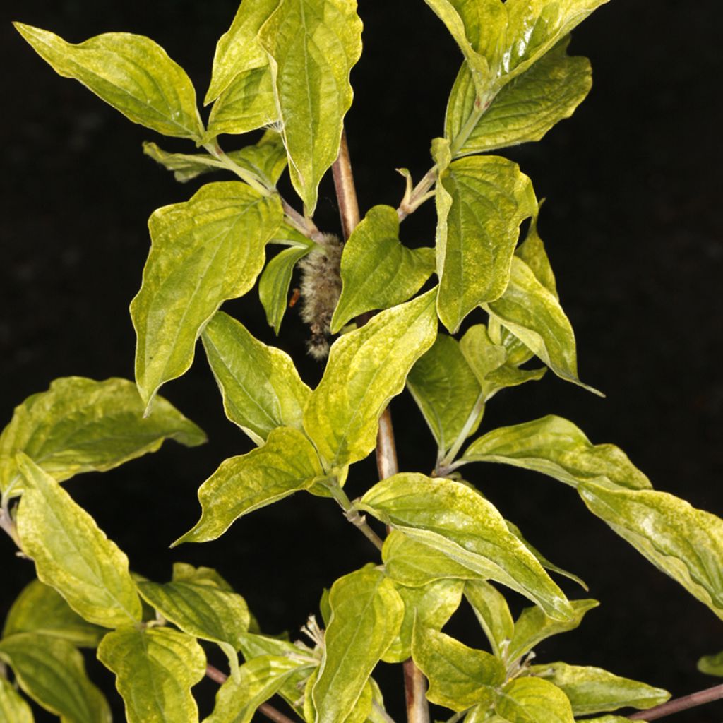 Cornus mas Happy Face - Corniolo