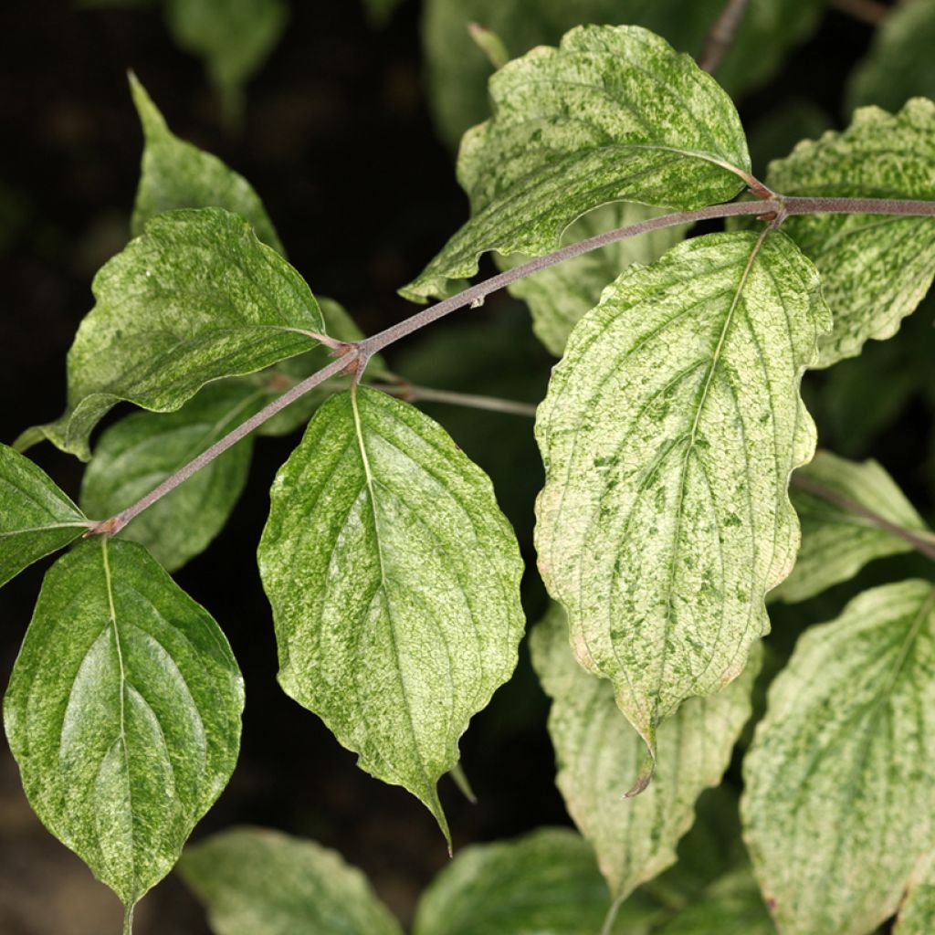Cornus mas Happy Face - Corniolo