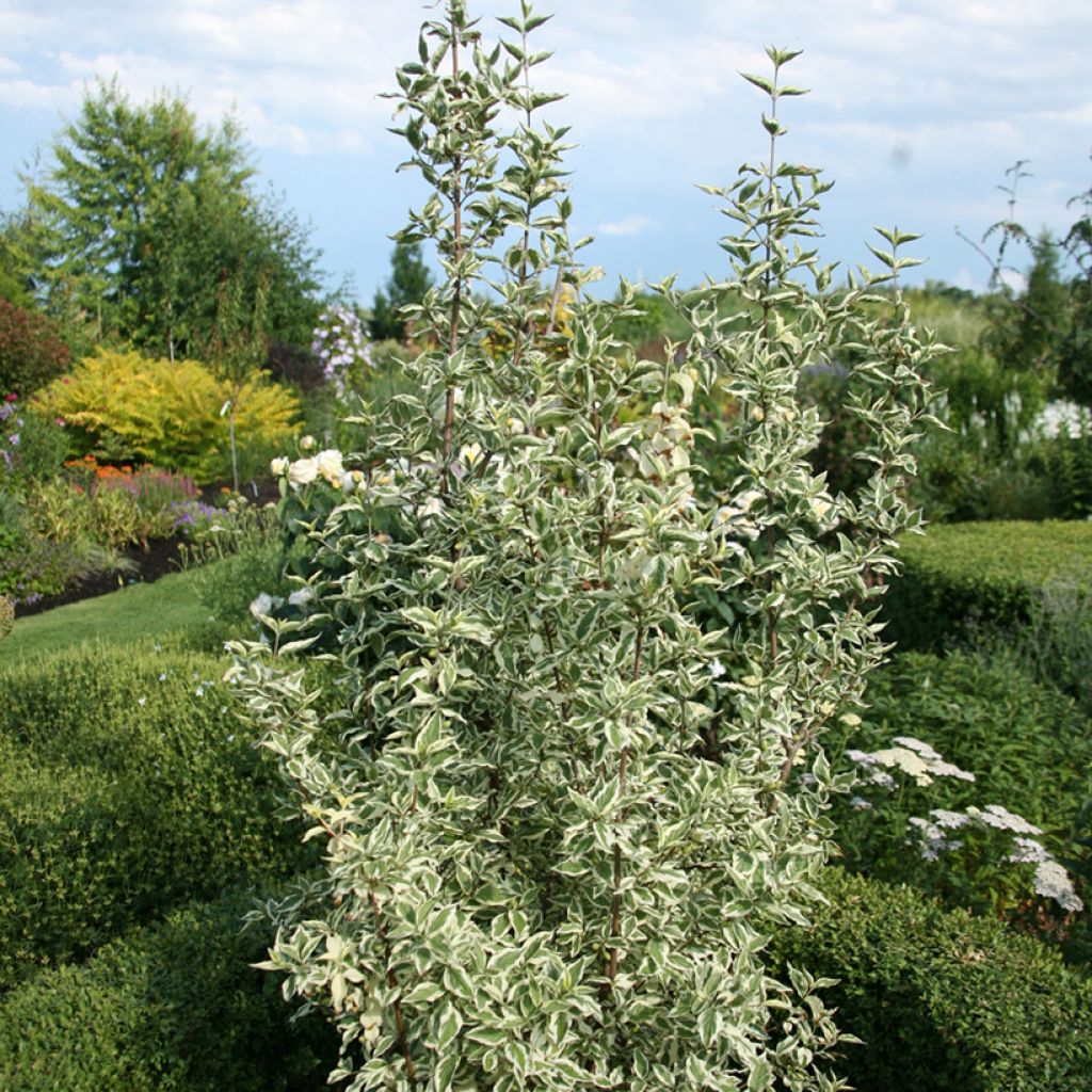 Cornus mas Variegata - Corniolo