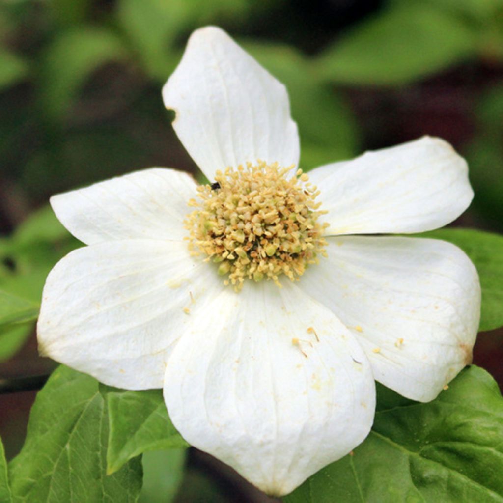 Cornus nuttallii Gold Spot - Corniolo da fiore