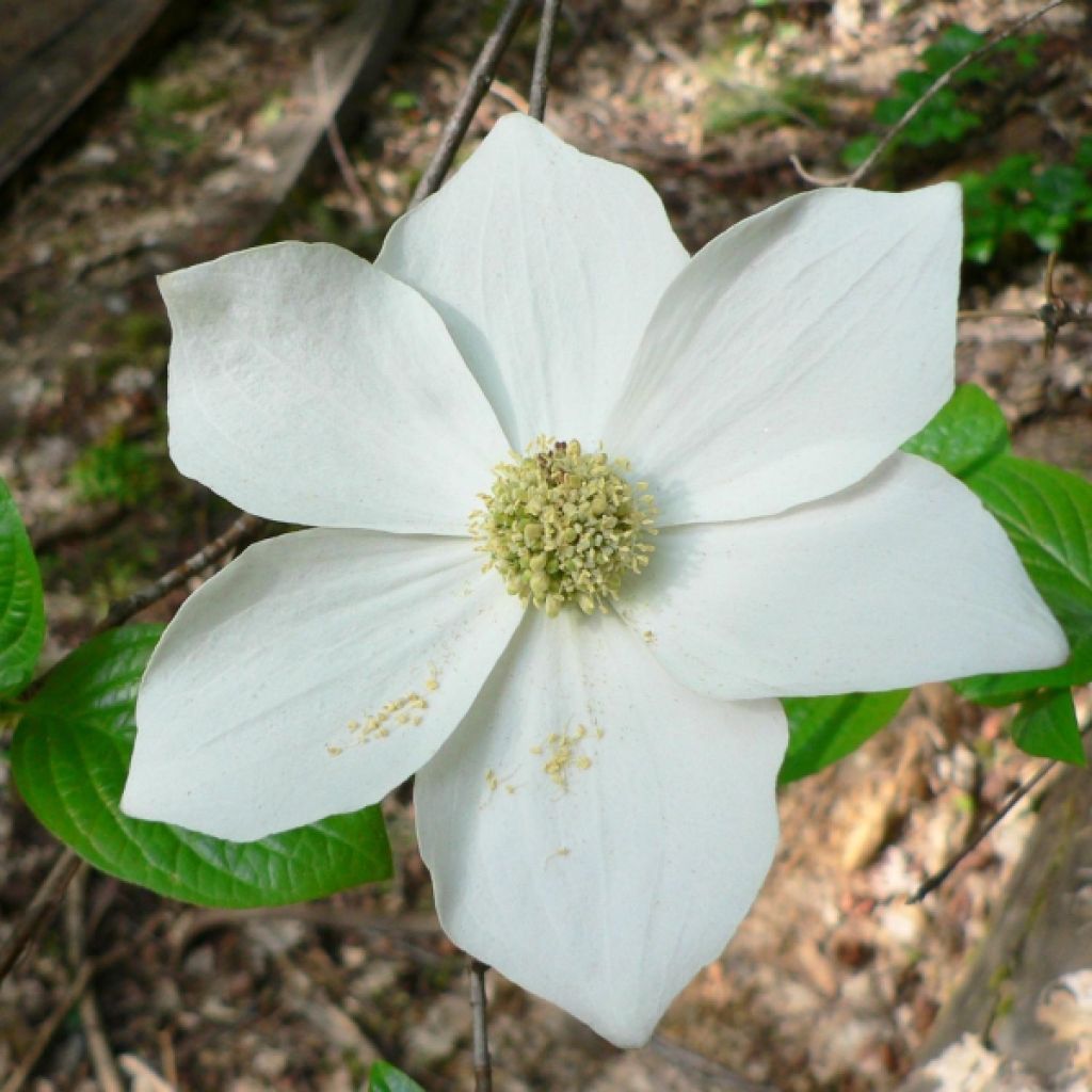 Cornouiller de nutali - Cornus nuttallii Ascona