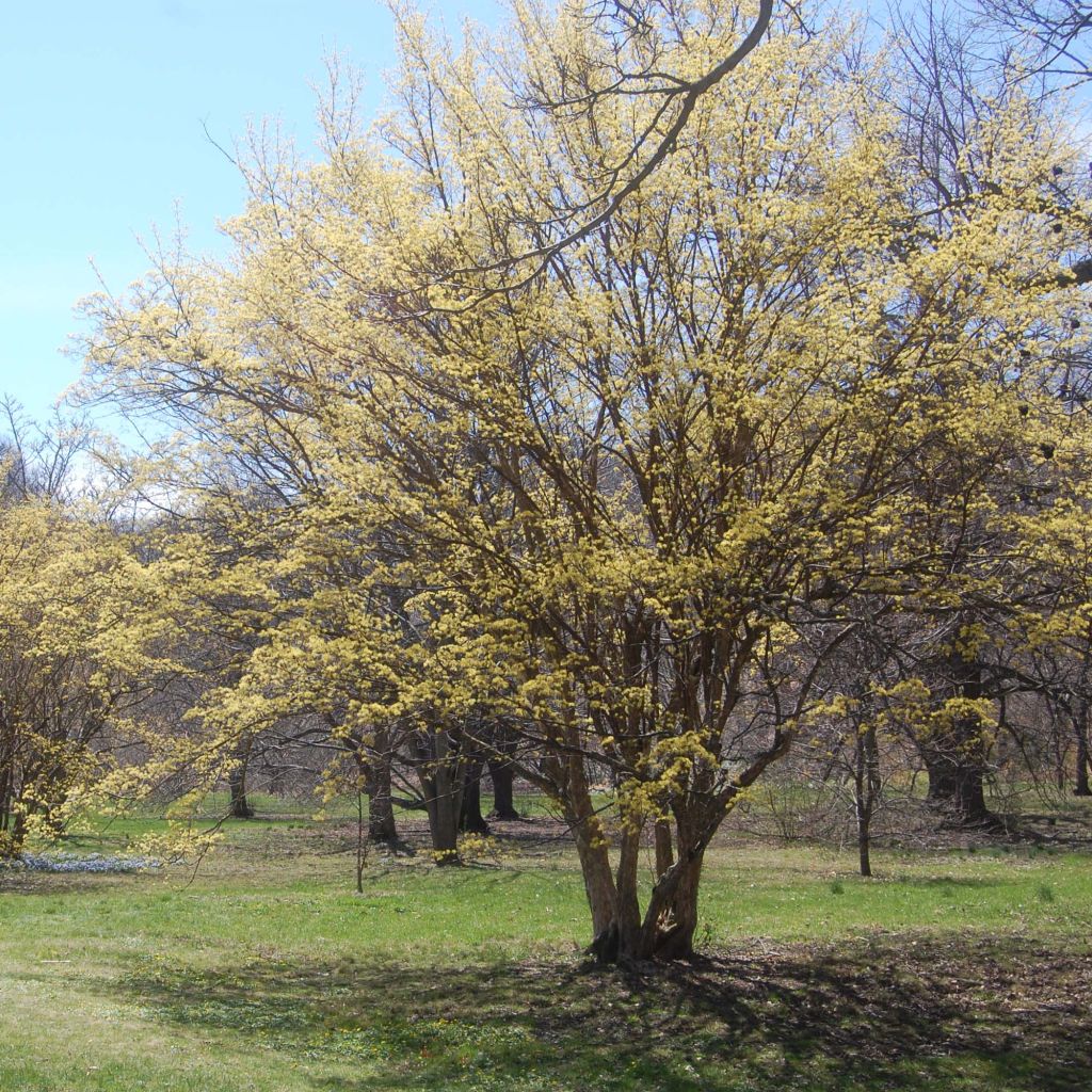 Cornus officinalis - Corniolo del Giappone