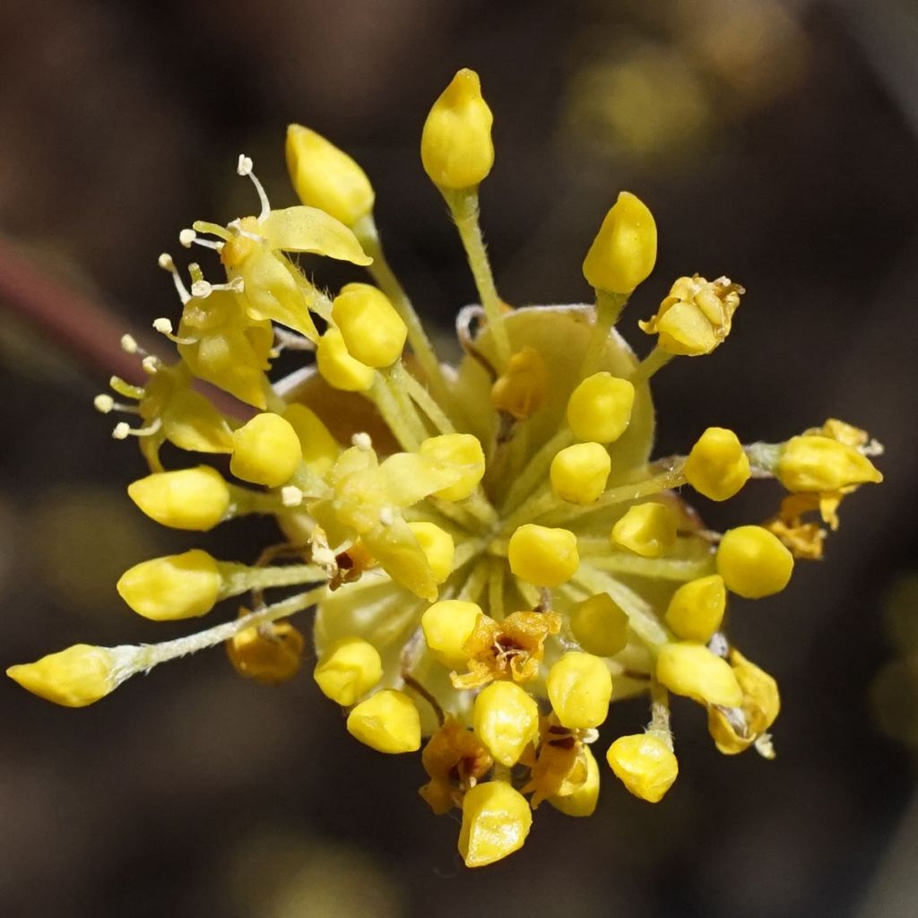 Cornus officinalis - Corniolo del Giappone