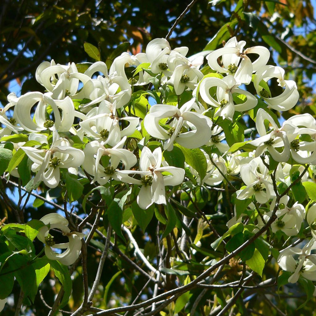 Cornus florida subsp. urbiniana