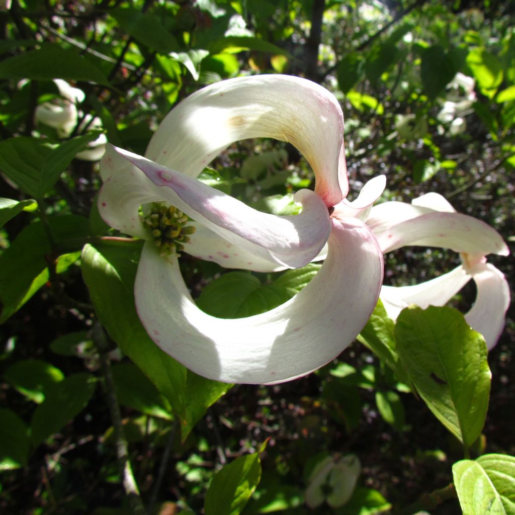 Cornus florida subsp. urbiniana