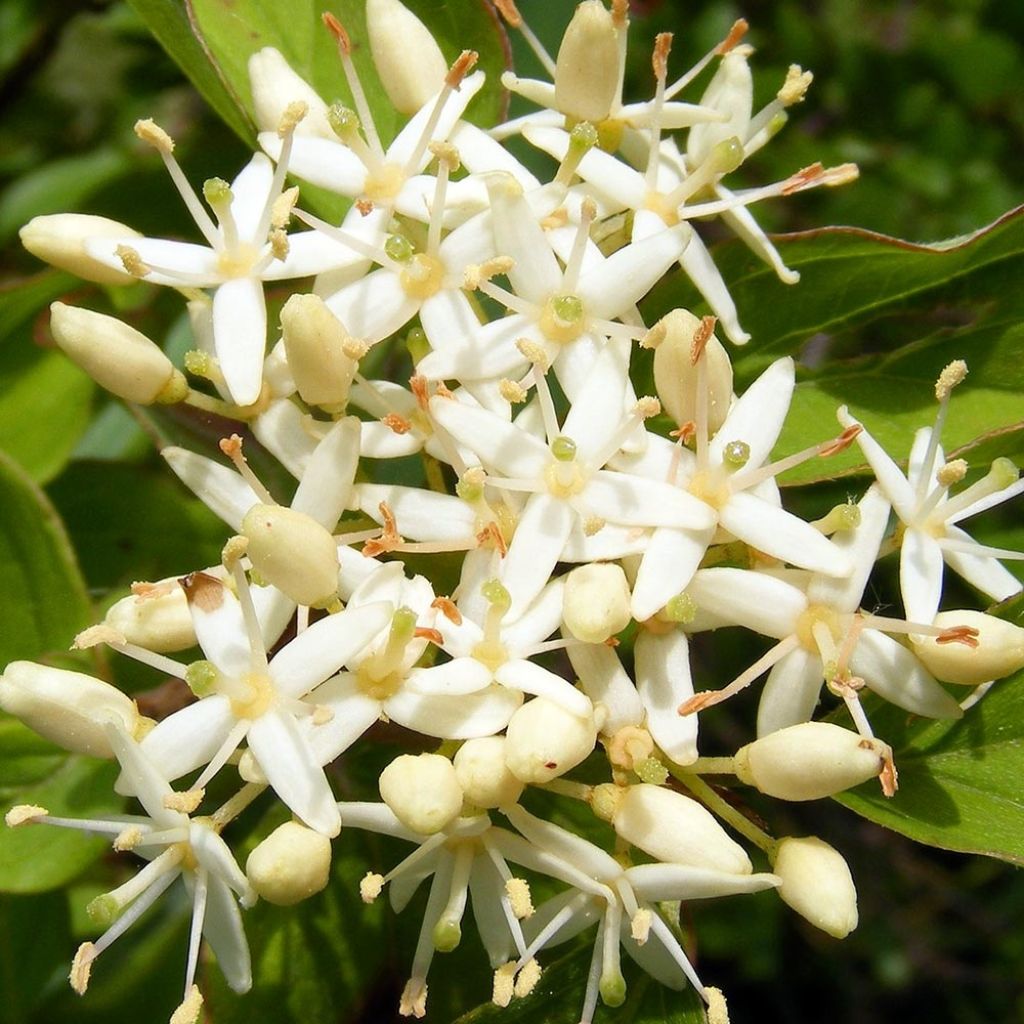 Sanguinella - Cornus sanguinea