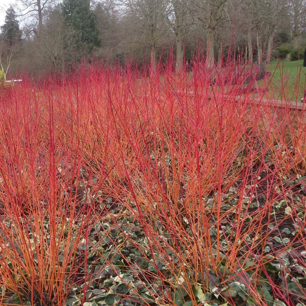 Cornus sanguinea Anny's Winter Orange