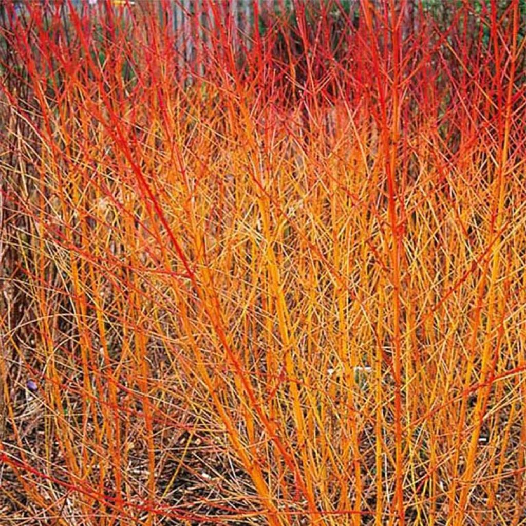 Cornus sanguinea Magic Flame